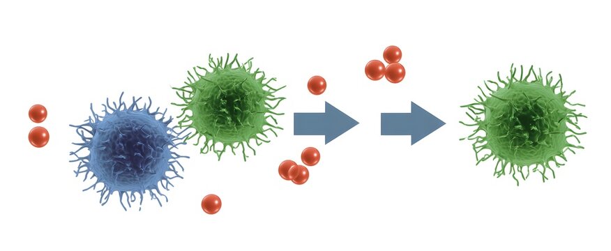 Chemotaxis directs cells to move in response to chemical signal gradients.