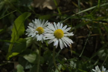 Fototapeta premium two daisy macro