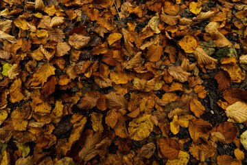 orange fallen leaves