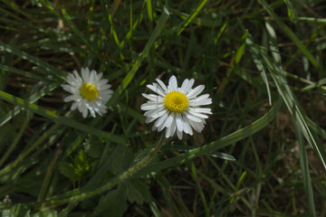 Fototapeta premium Little daisy flower