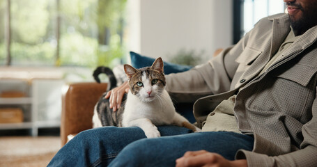 Hand, portrait and man on sofa with cat, fur rub and animal bonding on weekend break. Comfort,...