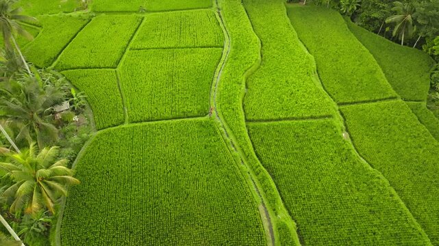 Rice terraces creating a vibrant green landscape, showcasing traditional Balinese agriculture and the sustainable farming practices of the local community
