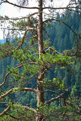 Weathered pine tree with forest background