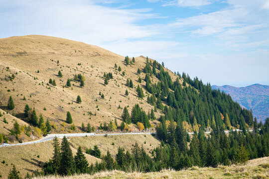 Spruce trees along Transbucegi mountain road in the southern Carpathian mountains of Romania