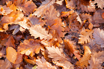 Horizontal background of fallen oak leaves glowing in warm autumn sunlight. Golden tones, soft light, and natural textures create a calm, peaceful forest atmosphere.