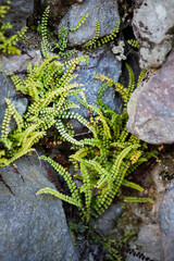 Lush green ferns emerge from narrow cracks in weathered stone walls, creating a striking horizontal scene of nature reclaiming architectur