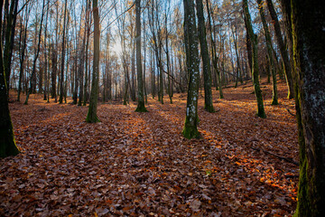 Obraz premium Golden oak forest on a sunny autumn morning. Warm light filters through the trees, creating a peaceful, natural atmosphere of calm, solitude, and mindfulness in nature.