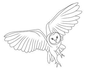 Hand drawn barn owl in line art, sketch and kids coloring and education