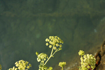 Sea fennel flower - Latin name - Crithmum maritimum