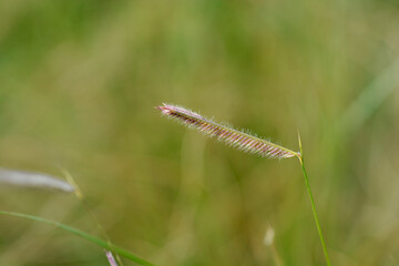 Blue grama grass flower - Latin name - Bouteloua gracilis