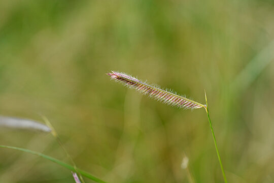Blue grama grass flower - Latin name - Bouteloua gracilis