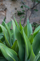Green leaves showcase vibrant textures in a serene garden setting during daylight hours