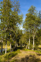 Birch trees grove path by a lake in early autumn Sweden