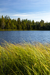 Blue lake water coniferous spruce trees forest grassy shore windy day afternoon sunlight Sweden 