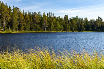 Blue lake water landscape coniferous spruce trees forest grassy shore windy day afternoon sunlight Sweden 