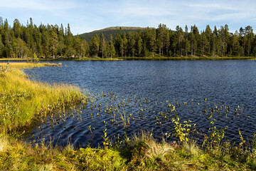 Beautiful lake coniferous spruce trees grassy shore mountains sunlight before sunset Sweden