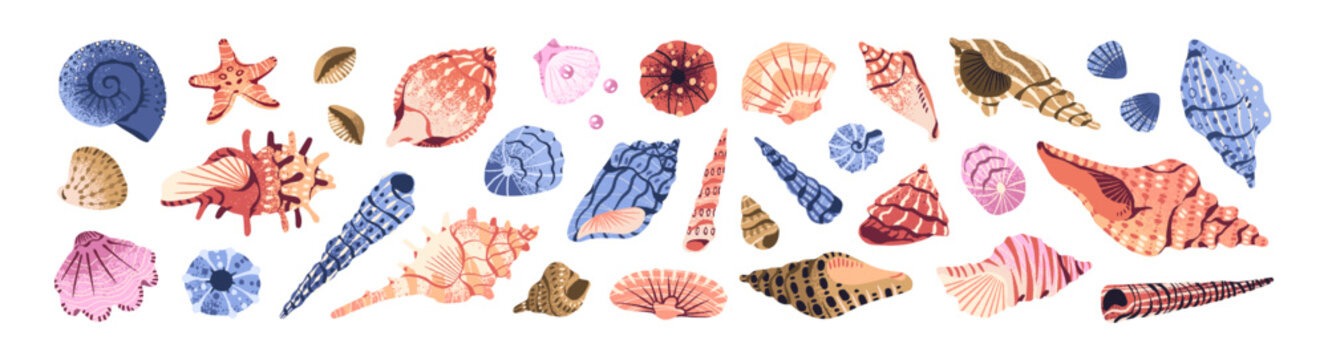 Set of colourful seashells. Sea shells with different shapes. Cockleshells, scallops, shellfish, conches of tropical mollusks. Exotic fauna of the ocean. Flat isolated vector illustrations on white