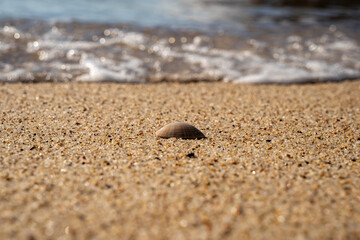Seashell on Sandy Beach with Ocean Waves