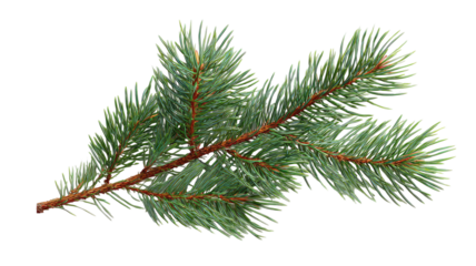  Fresh green fir branch with needles isolated on white background