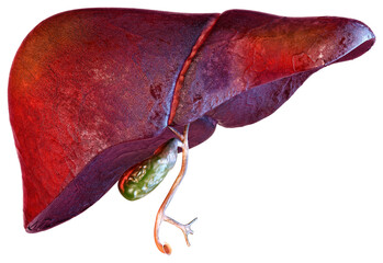 Human liver, the major metabolic organ PNG. Detoxification, synthesis of proteins and biochemicals, digestion, hormone production, metabolism, nutrient storage. Liver's lobes, bile ducts, gallbladder