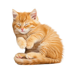 Obraz premium Adorable orange tabby kitten peacefully sleeping curled up symbolizing rest isolated on transparent background