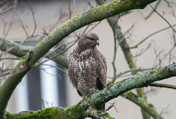 Buzzard with clear Details sitting on a Tree watching for Prey. High quality photo