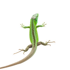 Naklejka premium Detailed top down view of a vibrant green lizard with intricate black markings and a long tail isolated on a transparent background its claws extended and body stretched out in a dynamic pose against