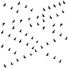 Birds flock silhouette , flock of birds