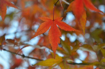Red japanese maple autumn leaves against sky background .