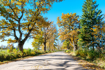 Obraz premium colorful autumn landscape with a road and an old tree alley, autumn nature, sunlit trees on an autumn day