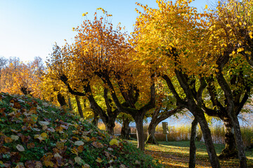 Fototapeta premium Linden trees in autumn, autumn idyll, linden alley with colorful leaves, old linden alley in the park on an autumn day, the ground covered with yellow fallen tree leaves