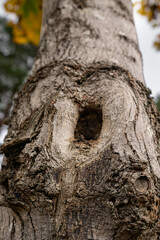 Obraz premium Tree trunk close-up with natural hollow and textured bark