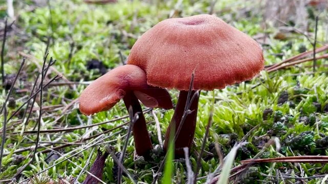 Poisonous toadstool mushroom on green moss in autumn forest nature stock video