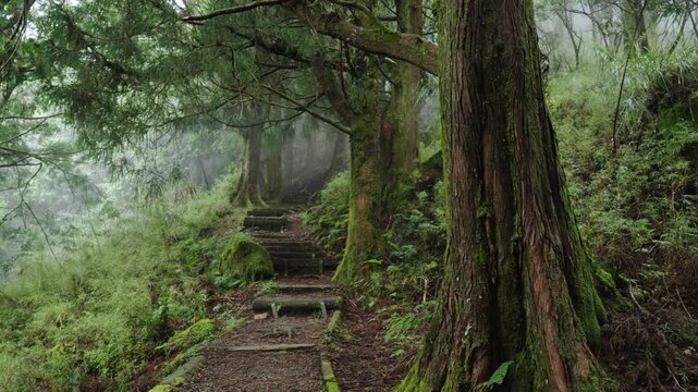 Misty forest path with wooden steps