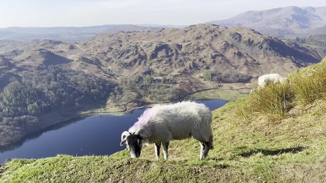 A sheep stands on a hillside above Rydal Water in the Lake District, England. Peaceful rural landscape with rolling fells, calm lake views, and classic British countryside scenery.
