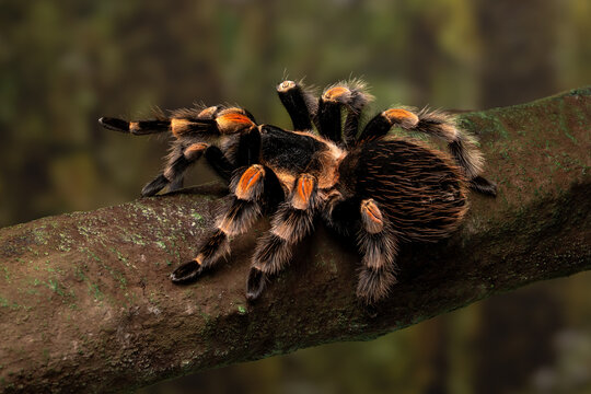 Brachypelma hamorii (formerly B. smithi) also known as the Mexican Red Knee Tarantula. This species is one of the most iconic tarantulas in the hobby. 