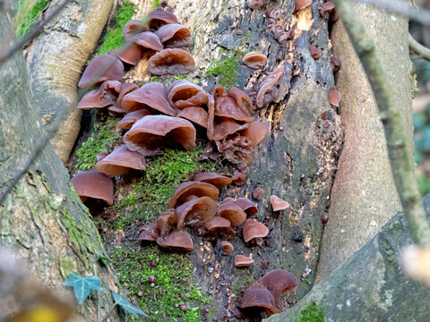 Jelly ear fungus on a mossy elder tree trunk