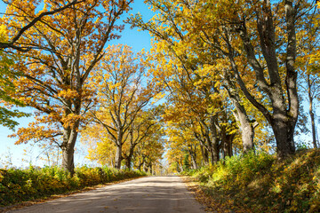 colorful autumn landscape with a road and an old tree alley, autumn nature, sunlit trees on an autumn day