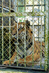 Close up bengal tiger is beautiful animal and dangerous in zoo.