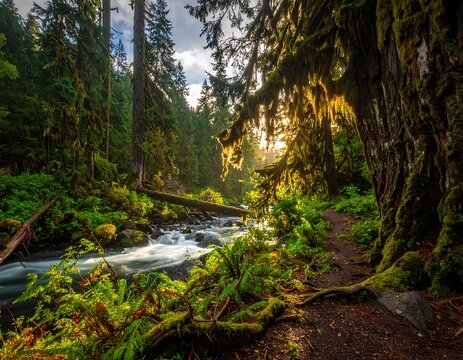 Sunlight streams through a lush forest scene with a rushing river
