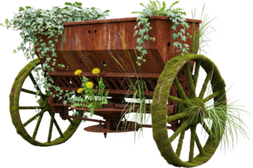 An antique rusty farm planter with moss covered wheels and green ivy growing on it displaying dandelions and grass old weathered garden vintage vehicle