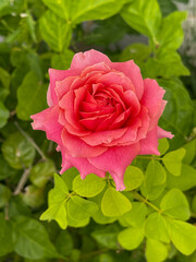 Pink roses in the garden of pink roses. Blooming Roses on the Bush. Growing roses in the garden.