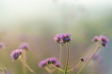 Landscape nature background beautiful flowers in spring