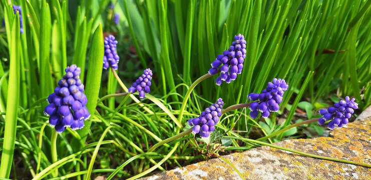 Panorama of blue muscari neglectum flowers bloom in a garden bed on a sunny spring day.