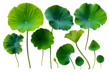 Collection of green lotus leaves or Set fresh of green lotus leaf isolated. Waterlily or lotus plants isolated on transparent White background png