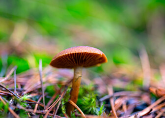 forest background foggy, blurred background, muted brown and gray tones in the background, autumn mushroom in the foreground, forest