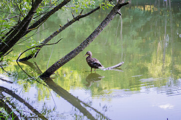 Duck standing in a river in a peaceful summer park. Green trees and soft sunlight create a calm nature scene with a relaxing seasonal mood.