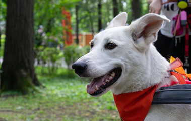 White dog wearing orange bandana walking in the park.