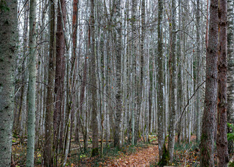 Forest background in a misty, ethereal painting, muted brown and gray tones in the background, creating a peaceful, mysterious atmosphere