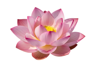 A delicate pink lotus flower with yellow center isolated on transparent background